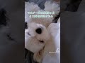 【子犬3ヶ月動画】マルチーズのポポ935グラム眠い　 マルチーズ　 子犬　 愛犬　 dog 　 パピー犬3ヶ月　 puppydog 　 puppylove 　 puppylife 　 成長記録