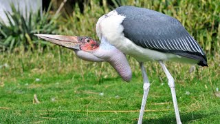 Why is the Marabou Stork One Of The Most Unique Birds in the World?