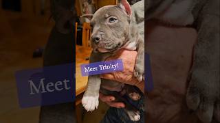 BEAUtiful ABKC Standard American Bully Female. Riker makes some awesome pups! Meet Trinity!