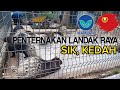 JFEM SIK, KEDAH | PENTERNAKAN LANDAK RAYA