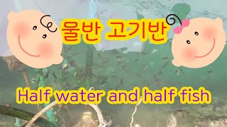 물반 고기반~ 돌돔, 쥐취, 자리돔, 뱅어돔, 용치~ [Half water and half fish ]