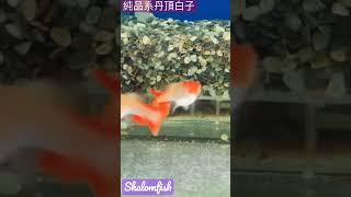 #丹頂白子 #純品系孔雀魚 #shalomfish #沙龍好魚 #shalomfish紅色系 #shalomfish丹頂 #shalomfish丹頂白