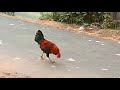 গ্রাম বাংলার মোরগের ডাক funny laughing rooster crowing videos না দেখলে মিস করবেন milon tv