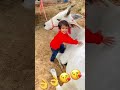 मेरी गौ माता को ढूँढती है हमेशा मेरी मन्नु की निगाहे❤️😍 ❤️🙏 jai gau mata🙏🙏 shorts viral maa❤️