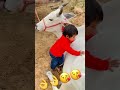 मेरी गौ माता को ढूँढती है हमेशा मेरी मन्नु की निगाहे❤️😍 ❤️🙏 jai gau mata🙏🙏 shorts viral maa❤️