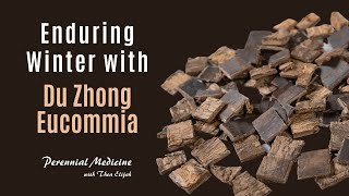 Creating Structure \u0026 Endurance | Du Zhong Eucommia | Herb of the Week | Water Element