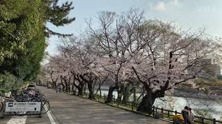 岡山後楽園の西側の桜並木 Okayama kourakuen Cherry blossom