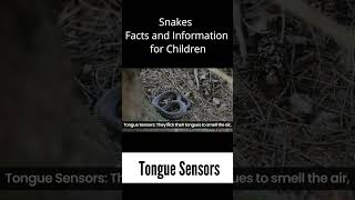 Tongue Sensors - Snakes Facts & Information for Kids #snake #snakes #facts #kids #snakerescue