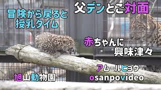 旭山動物園　父デンとご対面　赤ちゃんに興味津々　冒険から戻ると授乳タイム　ただいま放飼練習中　アムールヒョウの赤ちゃん　Asahiyama zoo