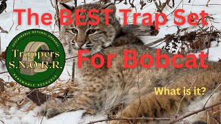 The BEST Trap Set for Bobcat