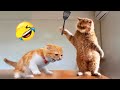 Why owning a cat will change your life 😅 New funny animals 2024 😂