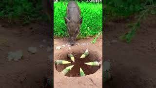 Amazing technique of hunting rhinocerosগন্ডার শিকারি করার অসাধারণ টেকনিক