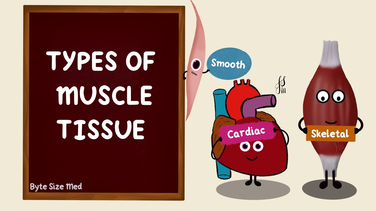 Muscular Tissue Skeletal Smooth And Cardiac Muscle Muscular Tissue Skeletal Smooth And Cardiac Muscle