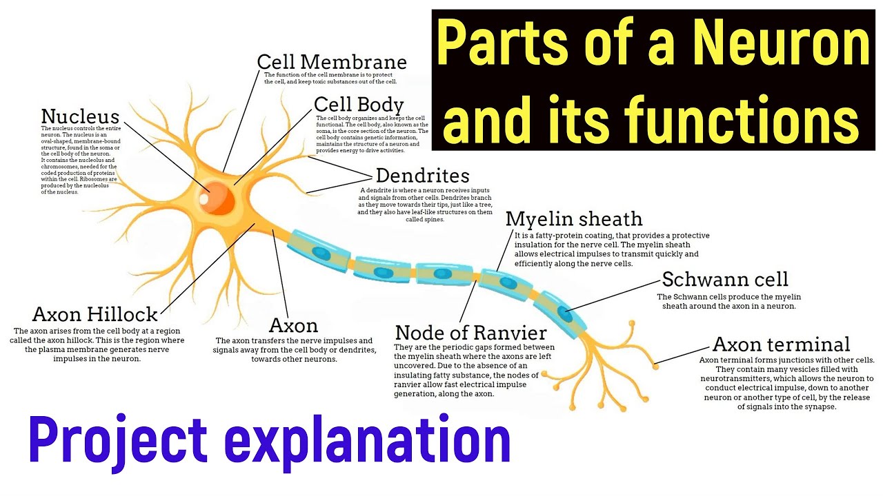 Parts Of A Neuron And Their Functions | Structure Of A Neuron With ...