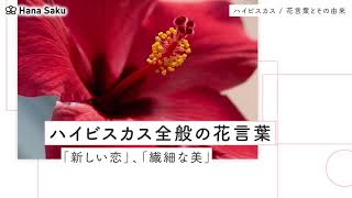 ハイビスカス 花言葉