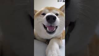 柴犬がガムをくちゃくちゃしてるだけの動画