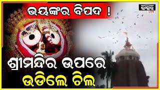 ଶ୍ରୀମନ୍ଦିର ଉପରେ ଉଡ଼ିଲେ ଚିଲ ଓ ଶାଗୁଣା, ଆସୁଛି କି ଭୟଙ୍କର ବିପଦ !