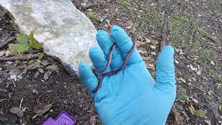 Unboxing Nature: Snake Insanity 1! Blind Worm Snake!