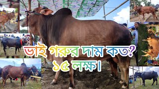 Bull, OX Cow \u0026 Buffalo in Brahmanbaria, Bangladesh. বিশাল গরু মহিষের হাট, ব্রাহ্মণবাড়িয়া বাংলাদেশ।