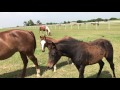 horsey watch some cute new born foals in a herd i stopped to say hi