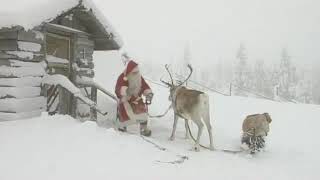 Santa training a new reindeer to pull his sleigh