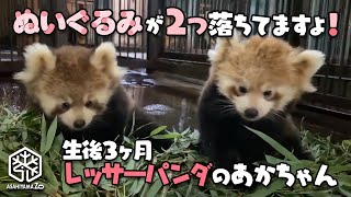 【旭山動物園】ぬいぐるみが２つ落ちてますよ♪生後3ヶ月のレッサーパンダの赤ちゃん