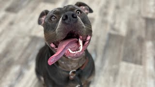 Zaza beginning to learn obedience (Week 1) - K9one Dog Training