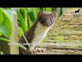 what stoats eat vicious and relentless predators