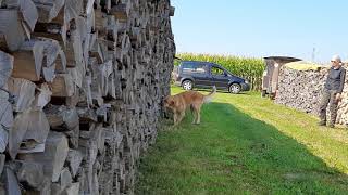 Geruchsunterscheidung, scent detection, indication (Spürhundeausbildung Hundeschule in Freiburg)