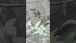 カワセミの鳴き声（飛び込み捕食時）