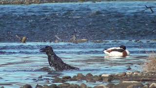 F0105　大分川　寝ているツクシガモの側で水浴びするハシブト　Oita River  Jungle Crow bathing on the side of the sleeping shelduck