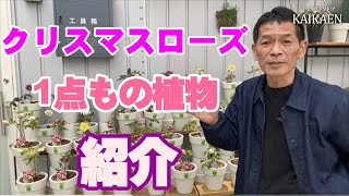 クリスマスローズ  １点物紹介  お礼　岐阜農場　植物家族　YouTubelive【おうちでガーデニング】開花園チャンネル