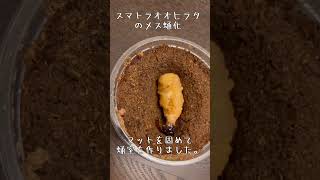 クワガタニュース〜スマトラオオヒラタのメスが蛹化しました。(今期スマトラ蛹化第一弾) 【Dorcus (Serrognathus) titanus】