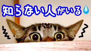 【ビビり猫】猛ダッシュ! 恐怖のドアチャイム!