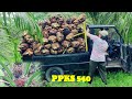 panen kelapa sawit ppks540 meledak dorrr