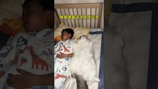 别人家都是人吸猫，唯独我家猫爱吸娃…#萌宠日常记录#记录猫咪日常