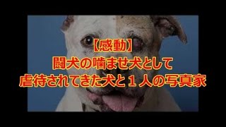 【感動】闘犬の噛ませ犬として虐待されてきた犬と１人の写真家 【感動の話】