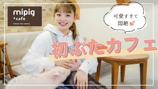 【癒し】人生初の子豚カフェに行ったら可愛すぎて悶絶した…❤️