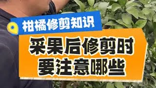 采果后修剪时 要注意哪些柑橘 修剪 柑橘修剪 柑橘种植 果园管理