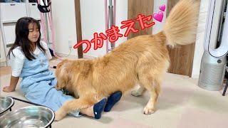 大好きな姉を捕まえることに全力を尽す大型犬クッキー【ゴールデンレトリバーとミニチュアダックスフンド】