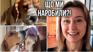 Новий мешканець! Як ми на це підписалися?😂