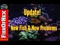 300 Gallon Update | How I Beat Dinoflagellates Naturally