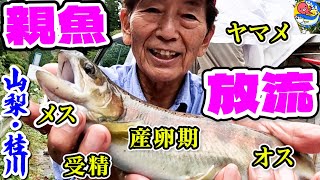 産卵前のメス20匹とオス70匹【ヤマメ親魚放流】桂川の支流