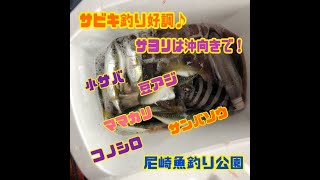 サビキ釣り好調！サヨリは沖向き！fishing max武庫川店