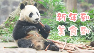 《熊貓Top榜》231期 新的一年從好好吃飯開始 | iPanda熊貓頻道