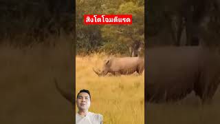 สิงโตโจมตีแม่แรดกับลูกแรด😱😱😱😲😲😲🦁🦁🦁🦁🦁🦁🦏🦏 #ธนสารฟาร์ม #animals #คนเลี้ยงหมู #บักพากย์