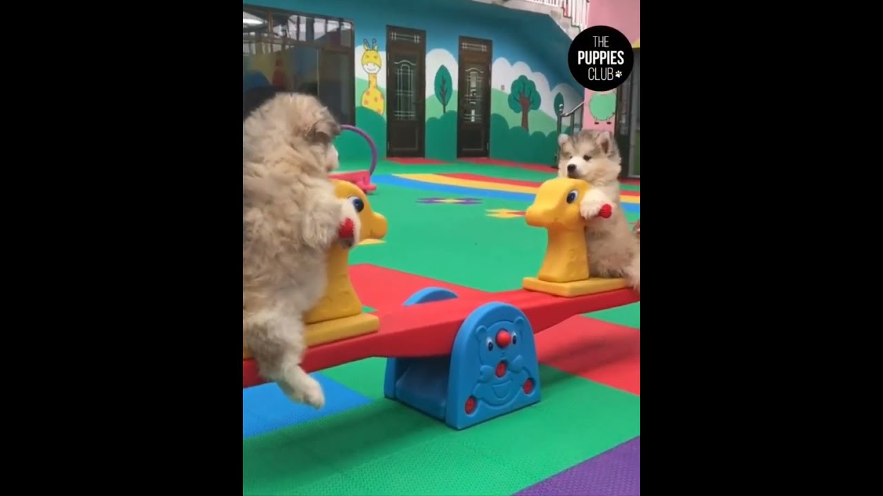 Cute Puppies Doing Funny Things 2021 1 Cutest Dogs - YouTube