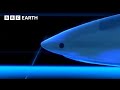 How Intelligent Are Sharks? | BBC Earth