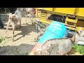 tungwali bakra mandi bhatinda punjab beetal barbari ki sabse badi bakra mandi