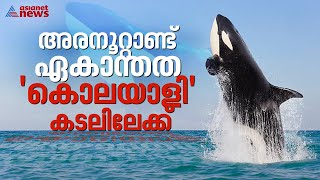 നീണ്ട 52 വർഷം കൃത്രിമ ജലാശയത്തിൽ ജീവിതം; ഒടുവിൽ കൊലയാളിത്തിമിംഗലം ലോലിത കടലിലേക്ക് |Lolita